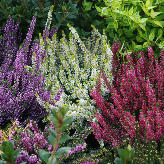 Heidekraut Mischung (2 rot + 2 rosa + 2 gelbblättrig) (x6) - Calluna vulgaris - Bakker