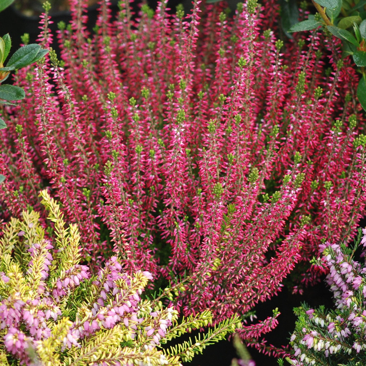 Calluna vulgaris - Sommerheide Mischung (x6) - Blühende Stauden