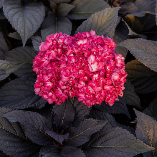 Hortensie macrophylla 'Eclipse Bailmacseven'