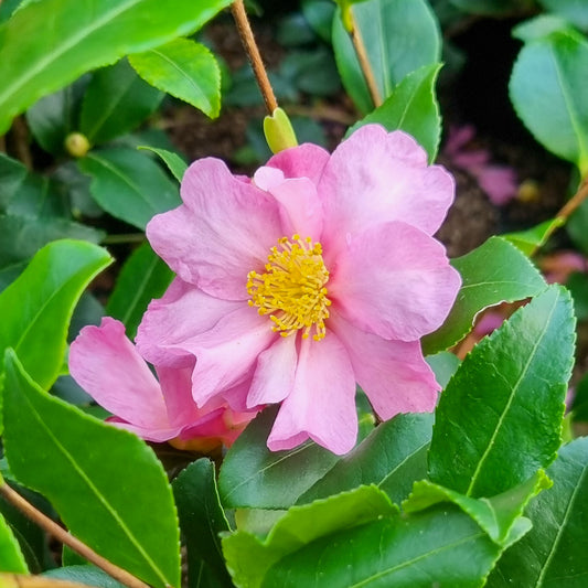 Herbstkamelie - Bakker