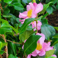 Herbstkamelie - Camellia sasanqua Cleopatra - Bakker