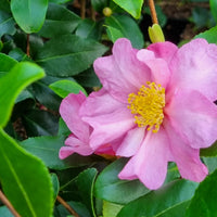 Camellia sasanqua Cleopatra - Herbstkamelie - Kamelie