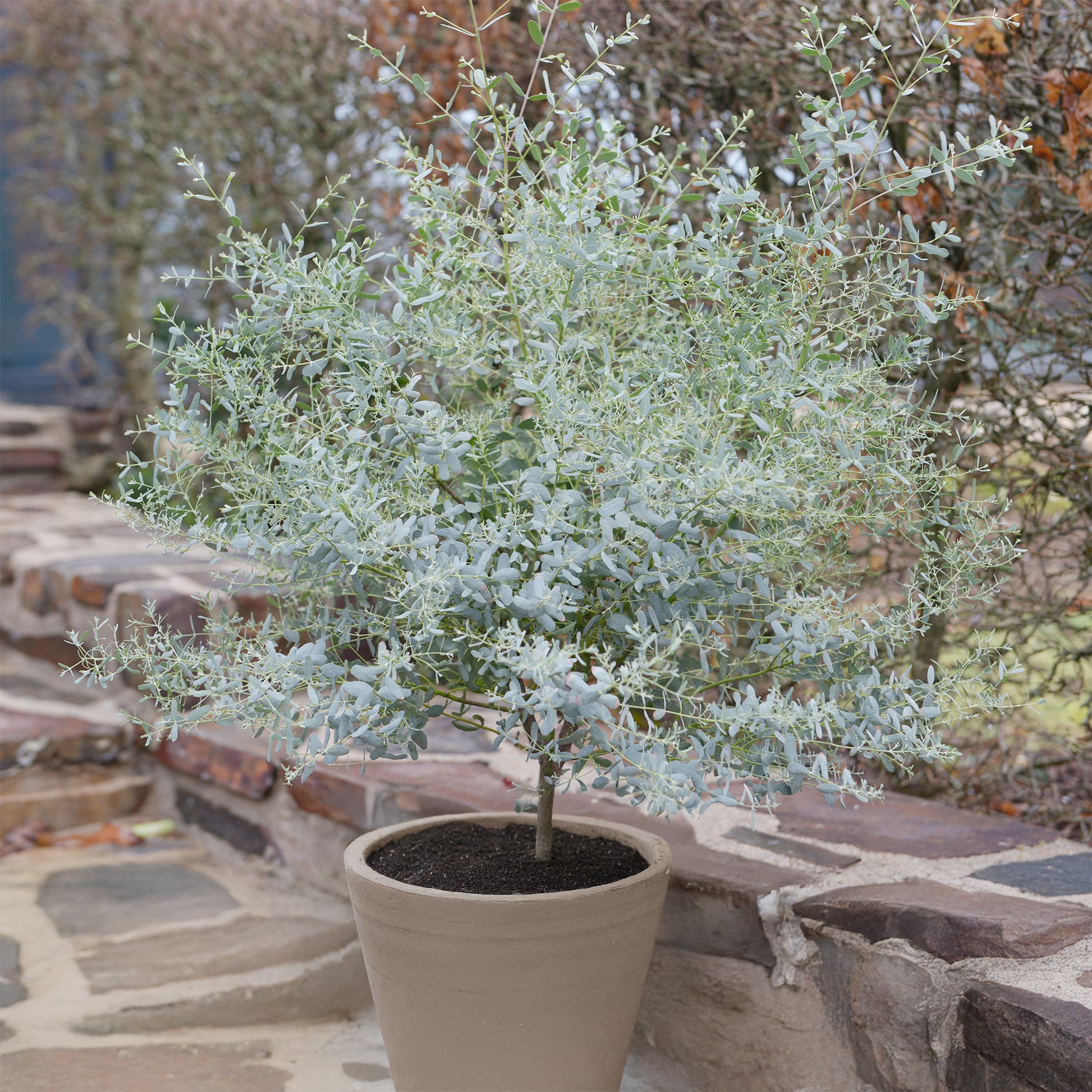 Eukalyptus France Bleu ® Rengun - Eucalyptus gunnii France Bleu ® rengun