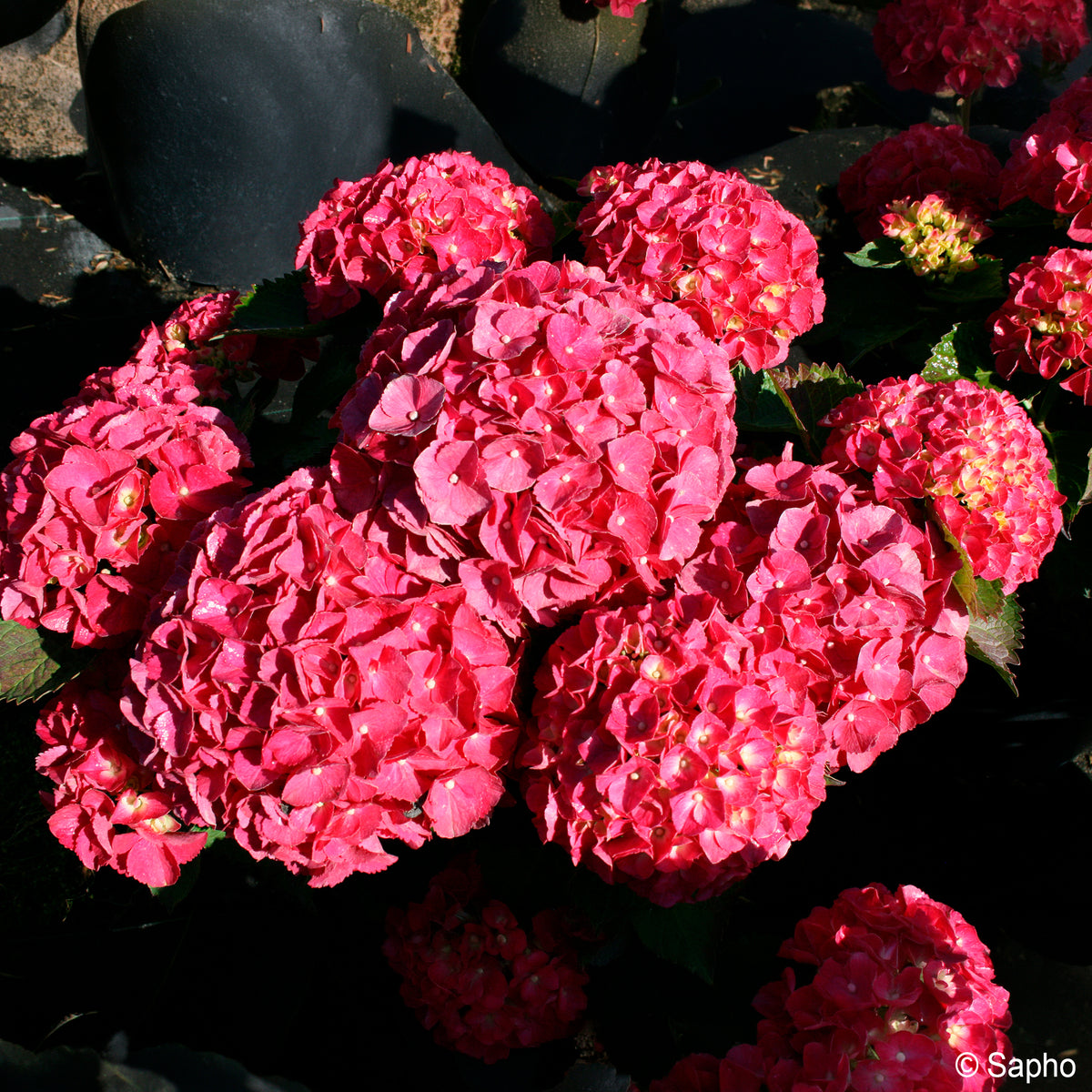 Bauern-Hortensie Red Ever Belles®  - Hydrangea macrophylla Red ever belles ® 'hortmallegretto' - Bakker