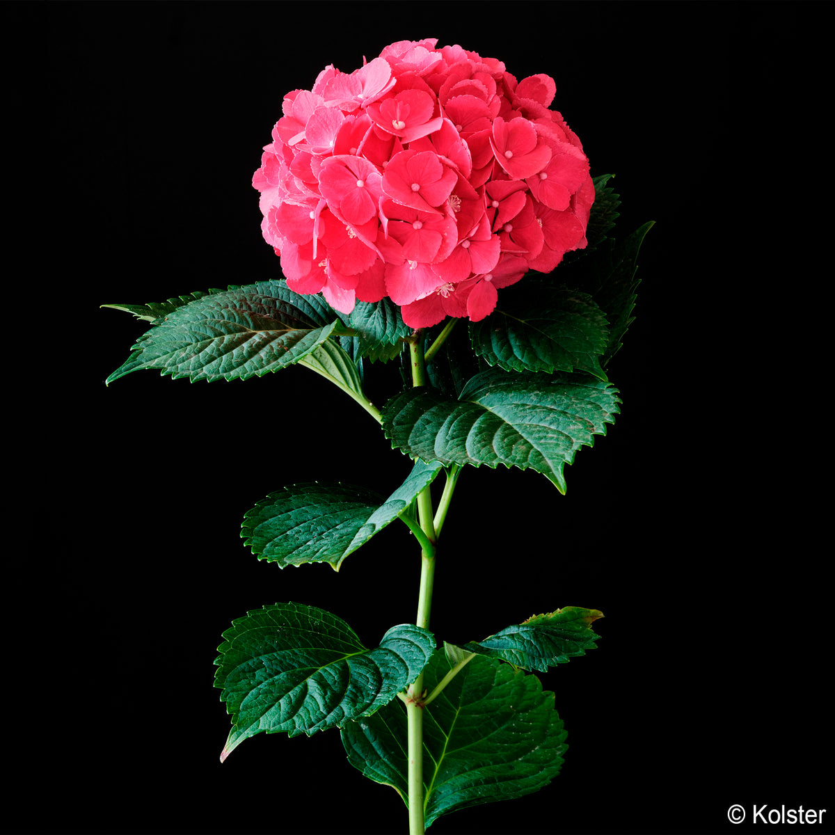 Hydrangea macrophylla Red ever belles ® 'hortmallegretto' - Bauern-Hortensie Red Ever Belles®  - Großblättrige Hortensie
