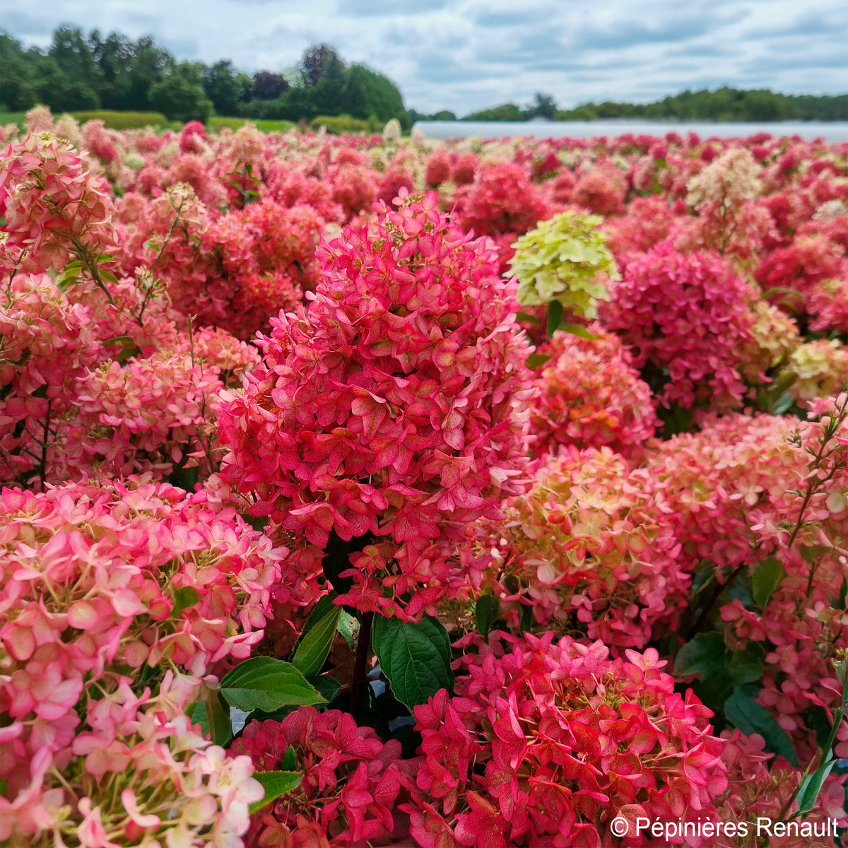 Rispen-Hortensie Metalica® ‘Renmeta’ - Hydrangea paniculata Metalica® renmeta - Bakker