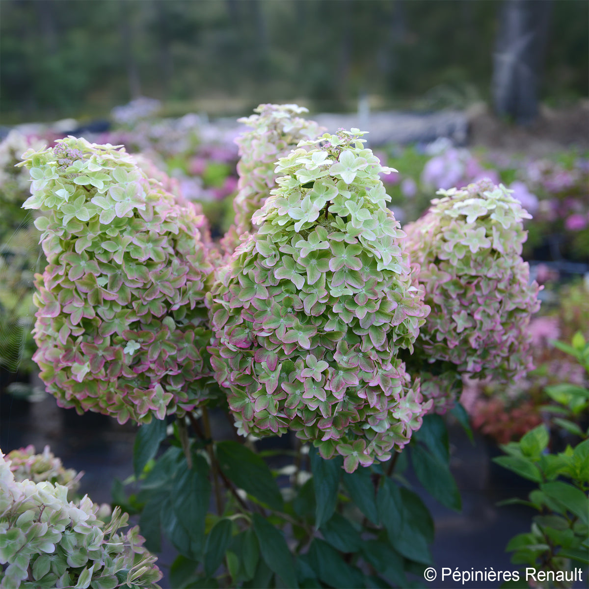 Hydrangea paniculata Metalica® renmeta - Rispen-Hortensie Metalica® ‘Renmeta’ - Rispenhortensie