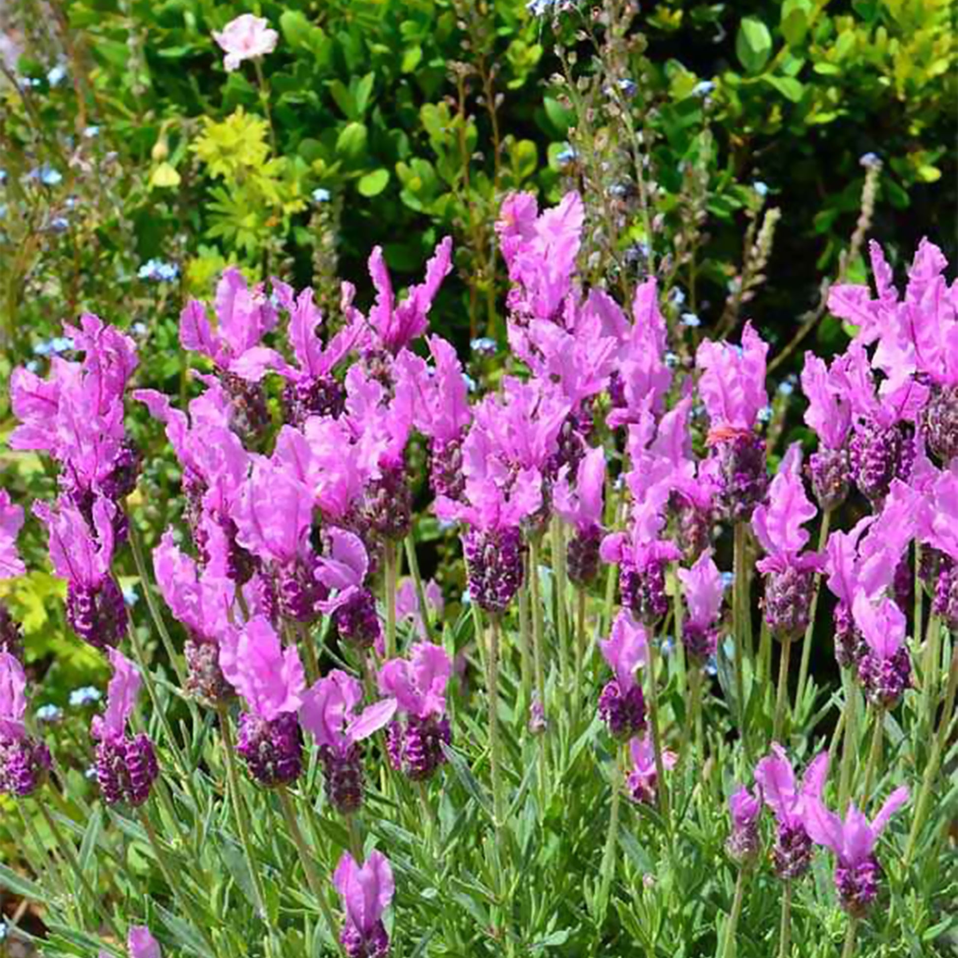 Lavendel The Princess ® Lavender - Lavandula stoechas the princess ® lavender 'ib910- - Pflanzensorten