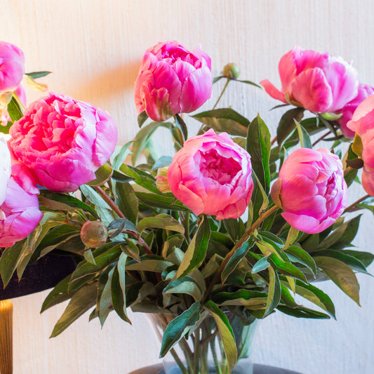 Pfingstrose Jacorma - Bakker