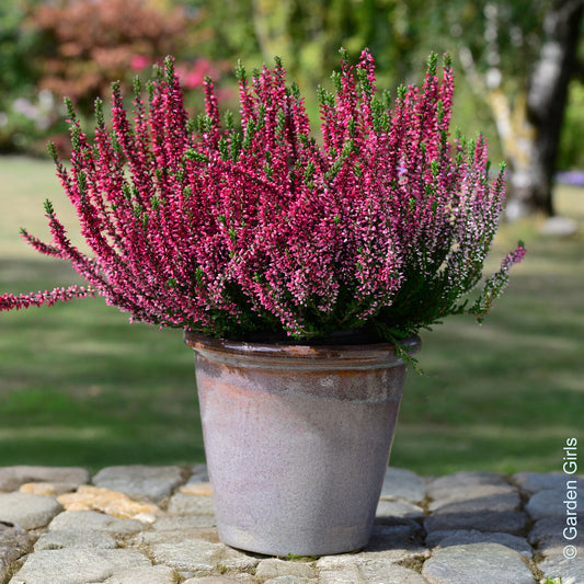 Heidekraut (x3) - Bakker