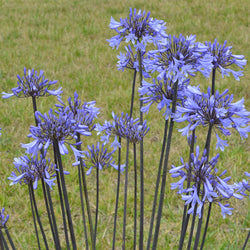 Agapanthus Graphite® Blue TurK8 - Schmucklilie - Bakker