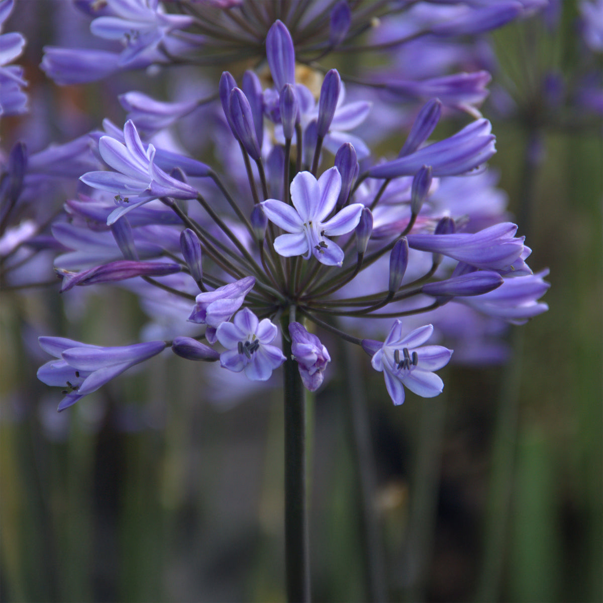 Agapanthus Graphite® Blue TurK8 - Schmucklilie - Agapanthus Graphite ® Blue Turk8 - Bakker