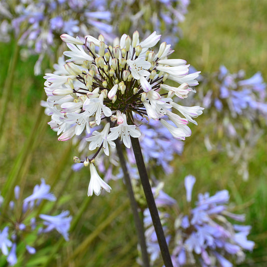 Agapanthus Graphite® White TurK8 - Schmucklilie - Bakker