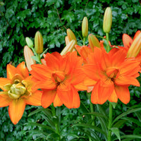 Lillium Hulk - Lilie Hulk - Lilien-Zwiebeln