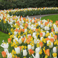 20 Blumenzwiebeln für Frühlingsbeet - Bakker