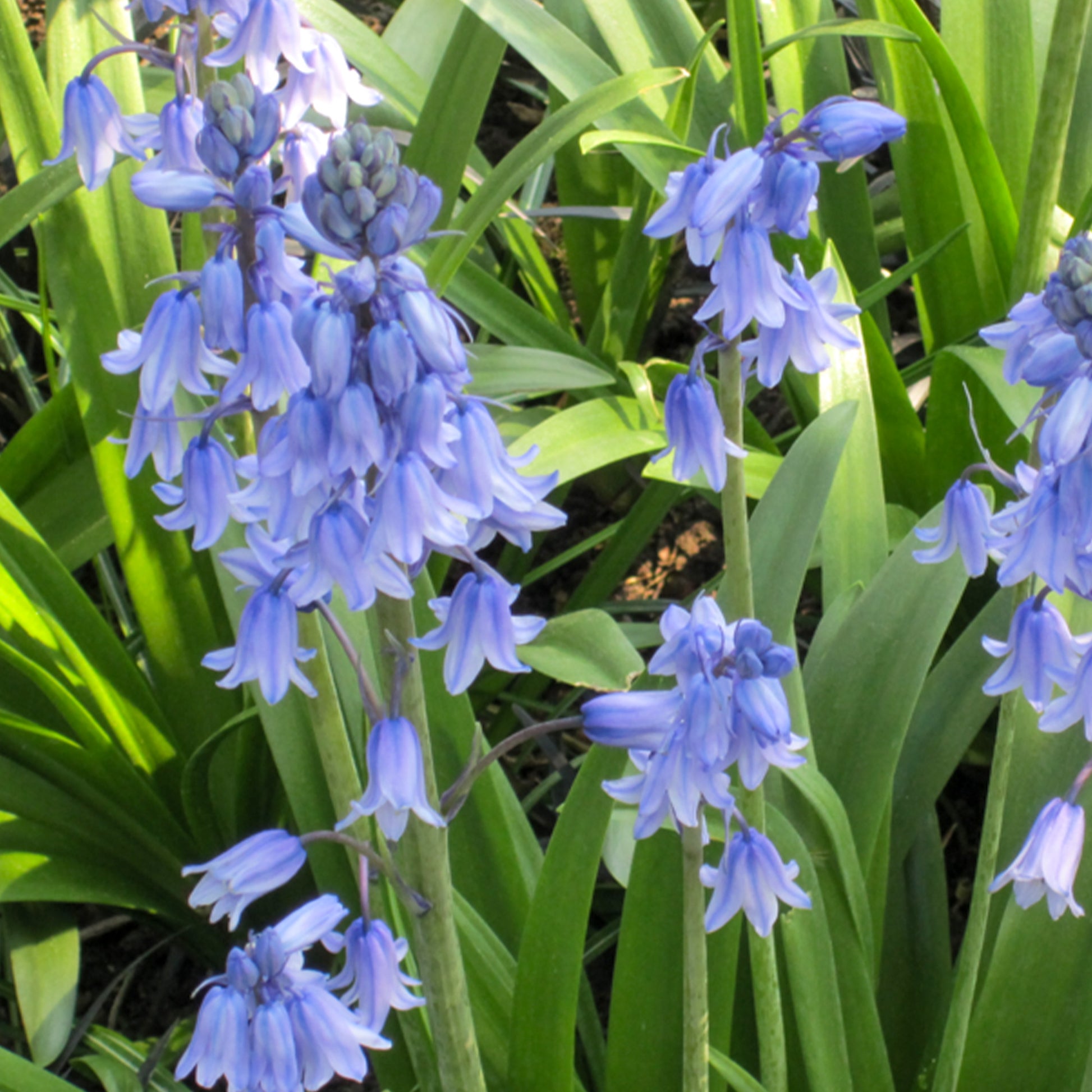 Verkauf Blaues Spanisches Hasenglöckchen - Scilla Campunulata blue