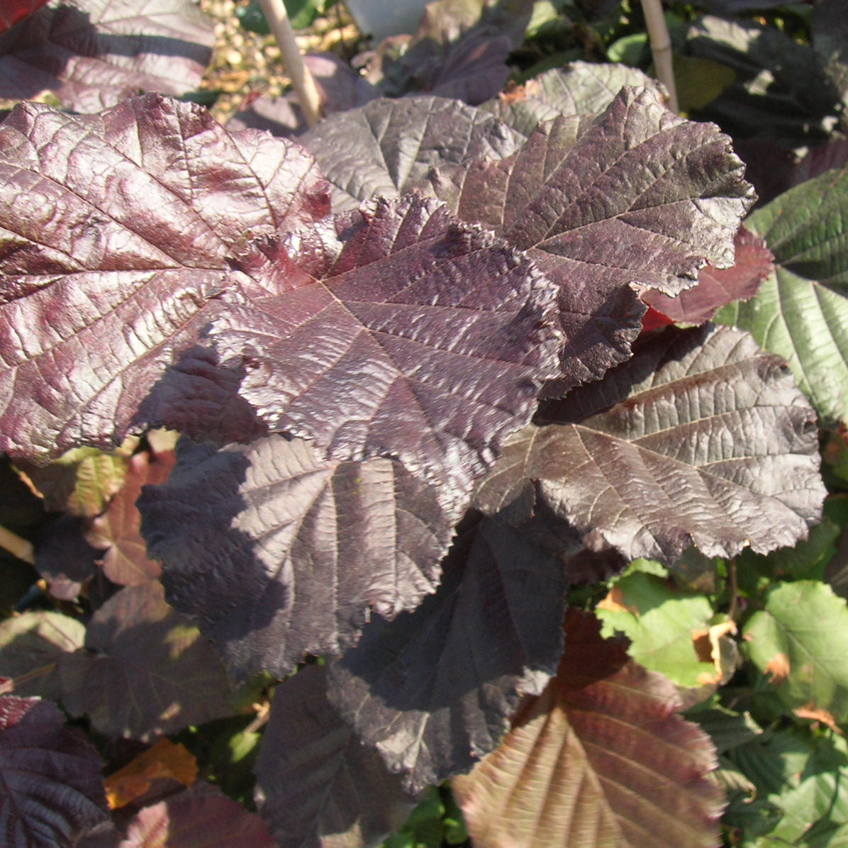 Verkauf Bluthasel 'Purpurea'