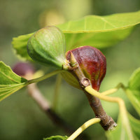 Ficus carica Violette Dauphine - Feige Violette Dauphine - Feigenbäume