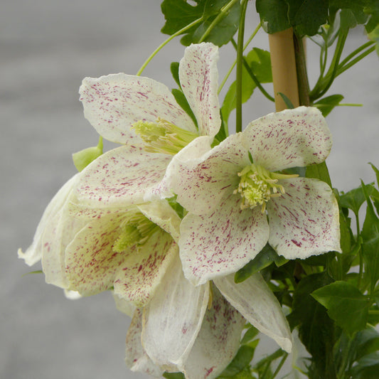 Waldrebe 'Winter Parasol - Bakker