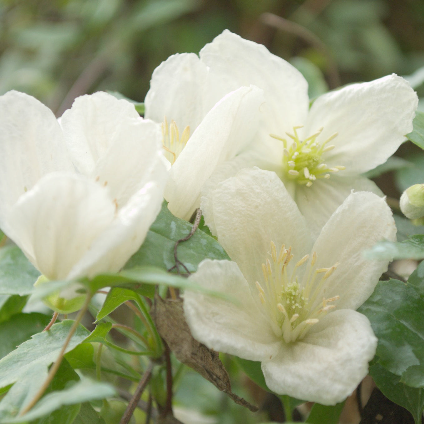 Waldrebe 'Jingle Bell's - Clematis cirrhosa Jingle bells - Bakker