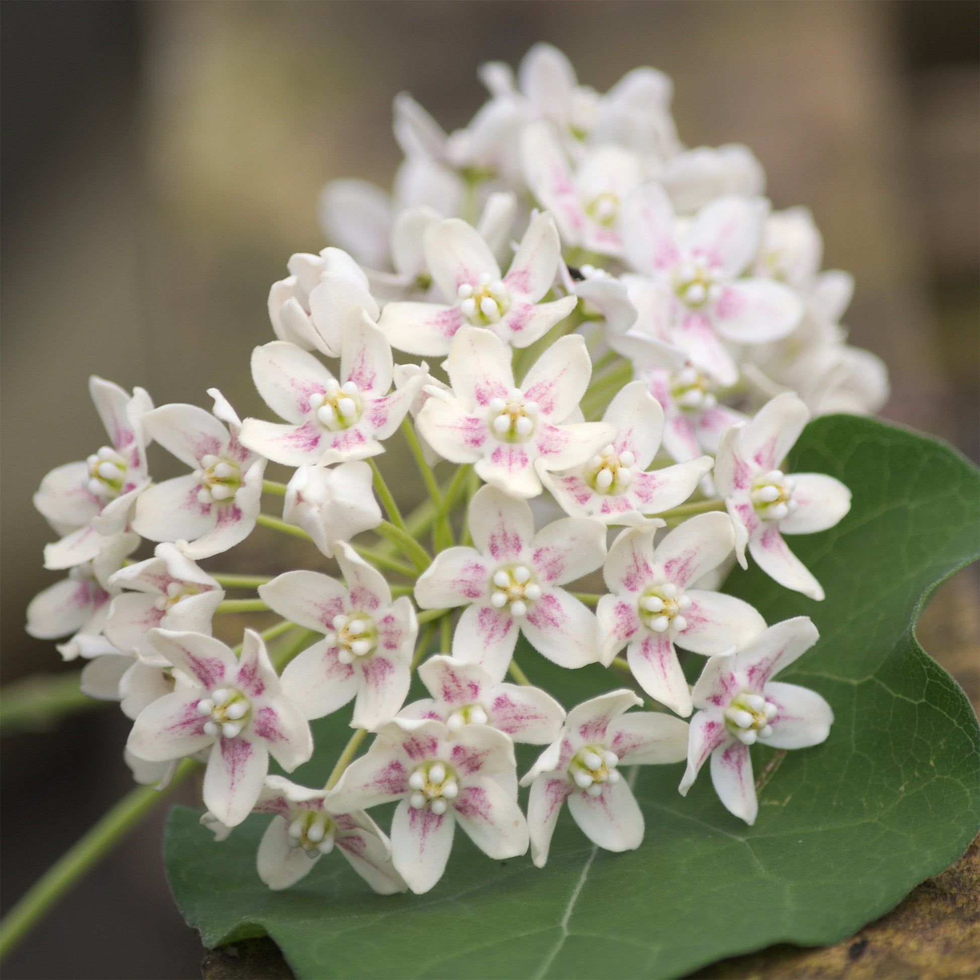 Dregea sinensis - Chinesischer Knöterich - Blühende Kletterpflanzen