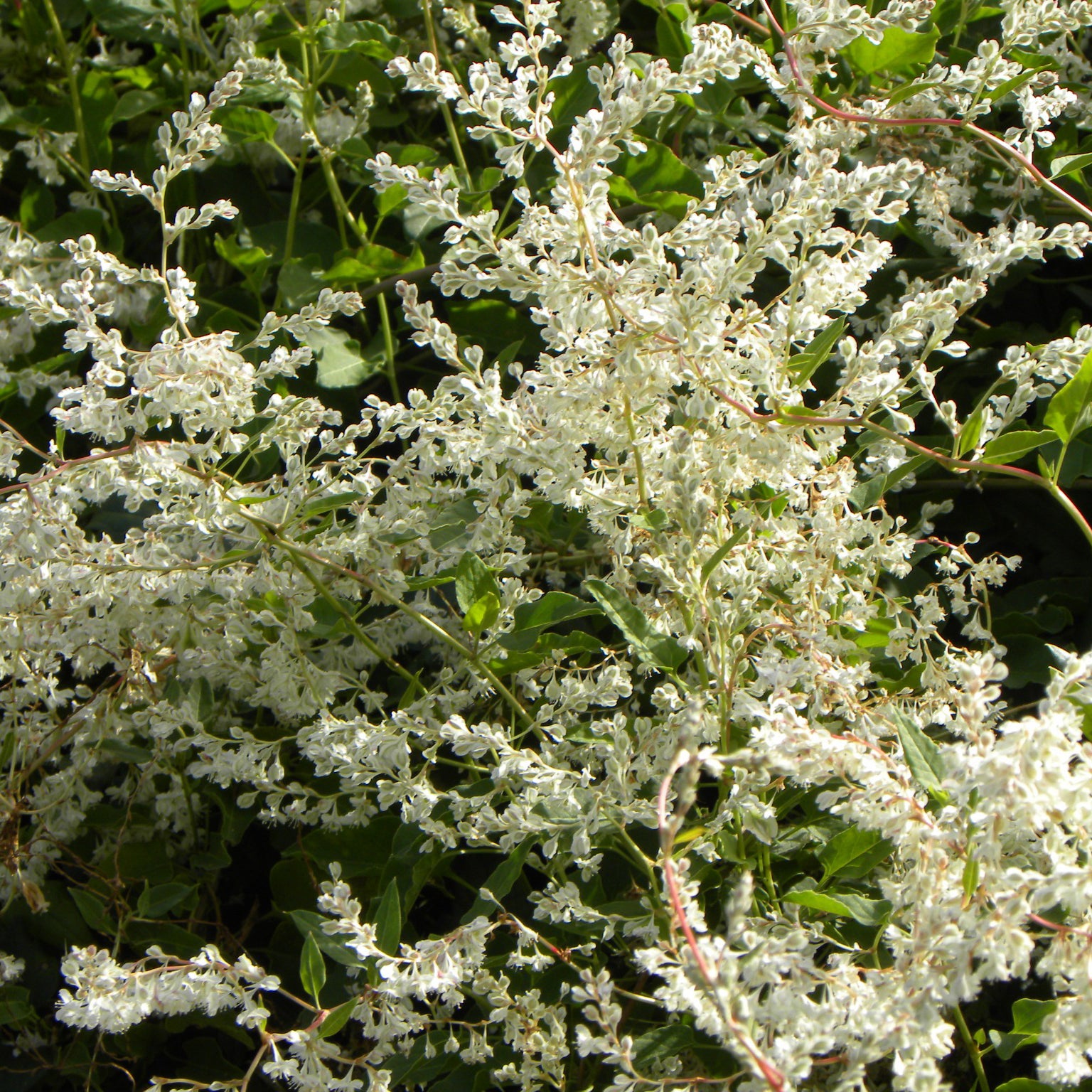 Fallopia aubertii - Kletternder Aubert-Knöterich - Blühende Kletterpflanzen