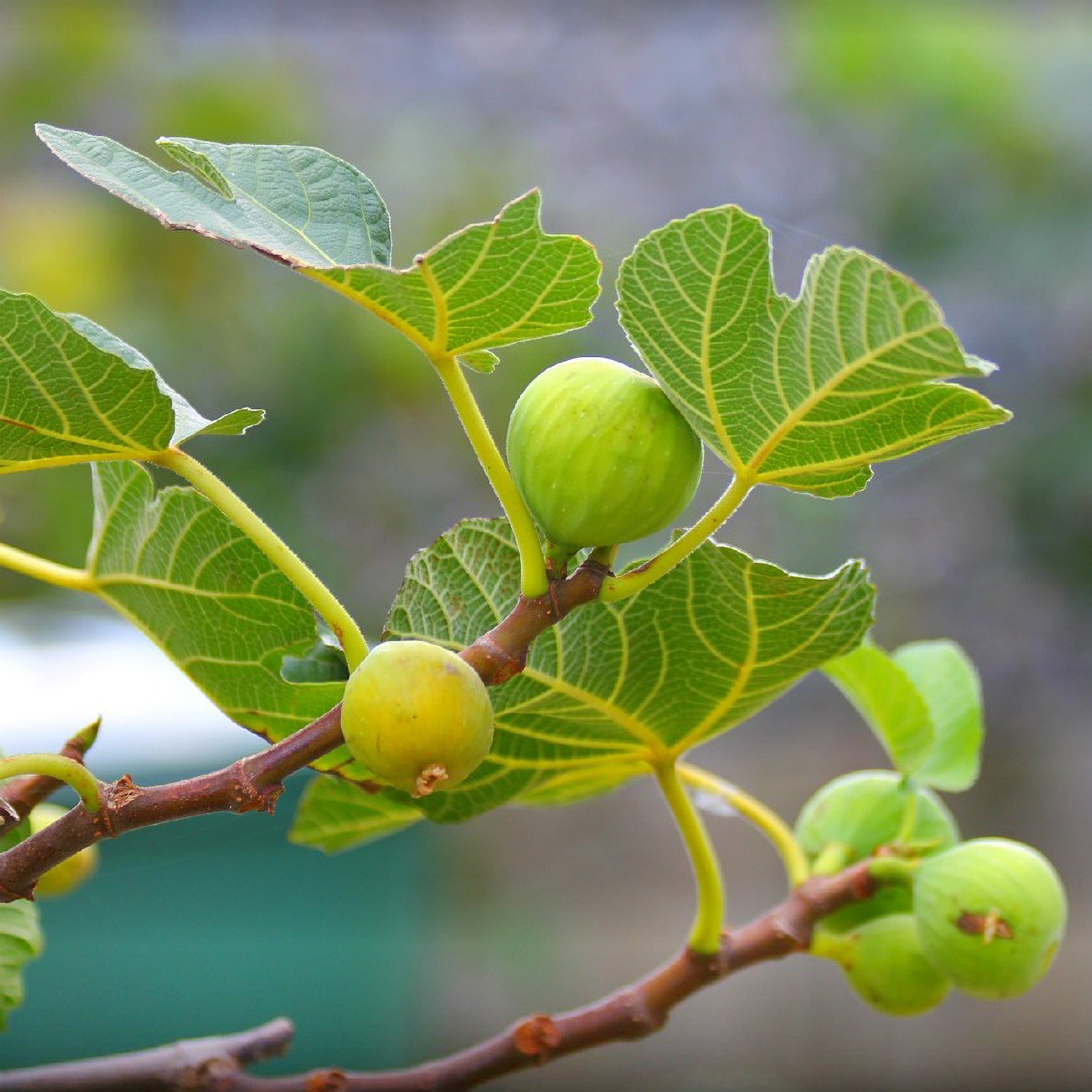 Feige 'La Marseillaise' selbstfruchtbar - Ficus carica Marseillaise - Bakker