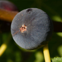 Ficus carica Ronde de Bordeaux - Feige Ronde de Bordeaux - Feigenbäume