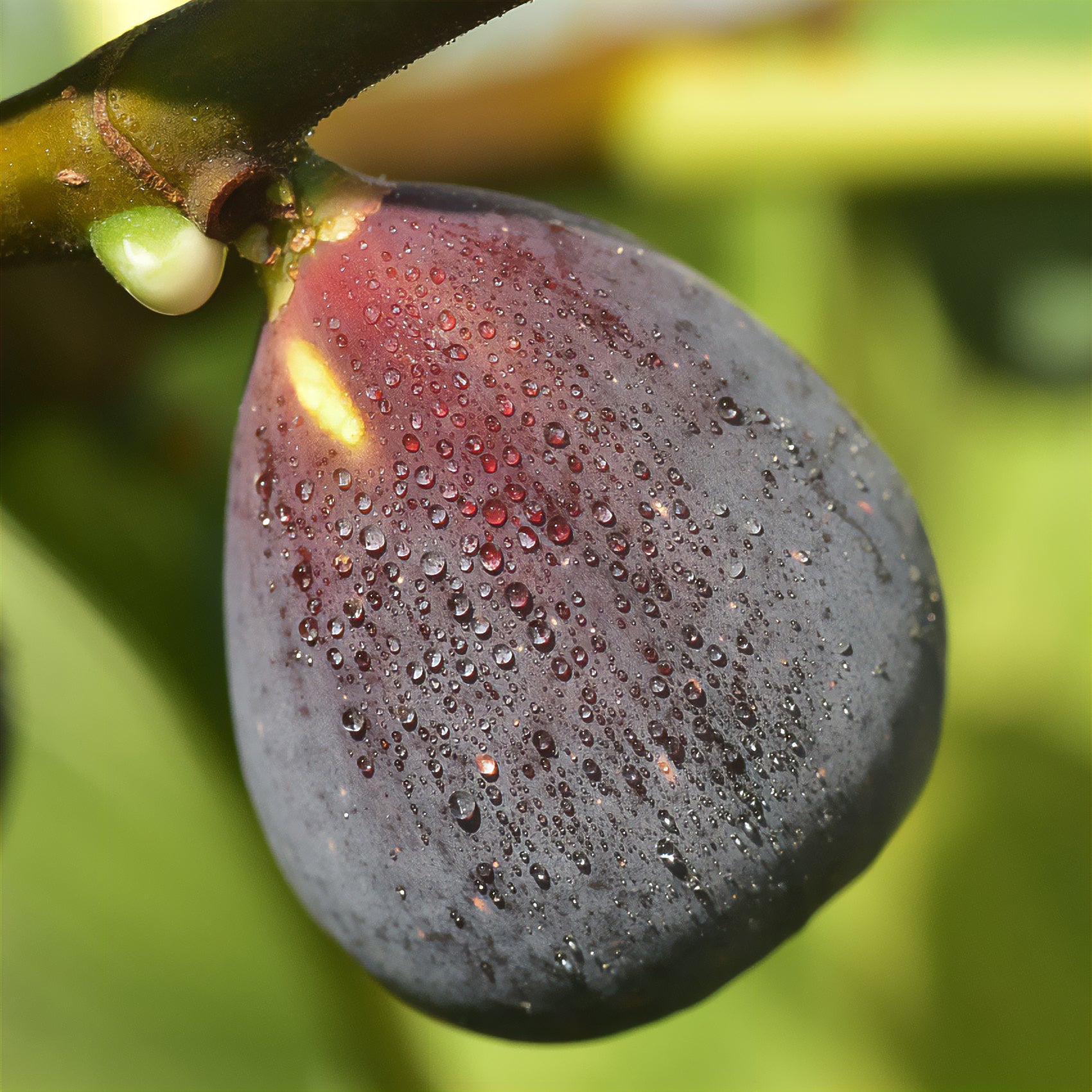 Feige Violette Dargenteuil - Ficus carica Violette d'Argenteuil - Bakker