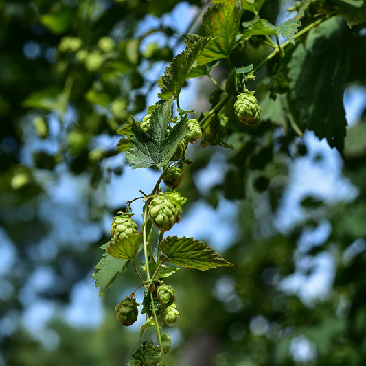 Hopfen Cascade - Bakker