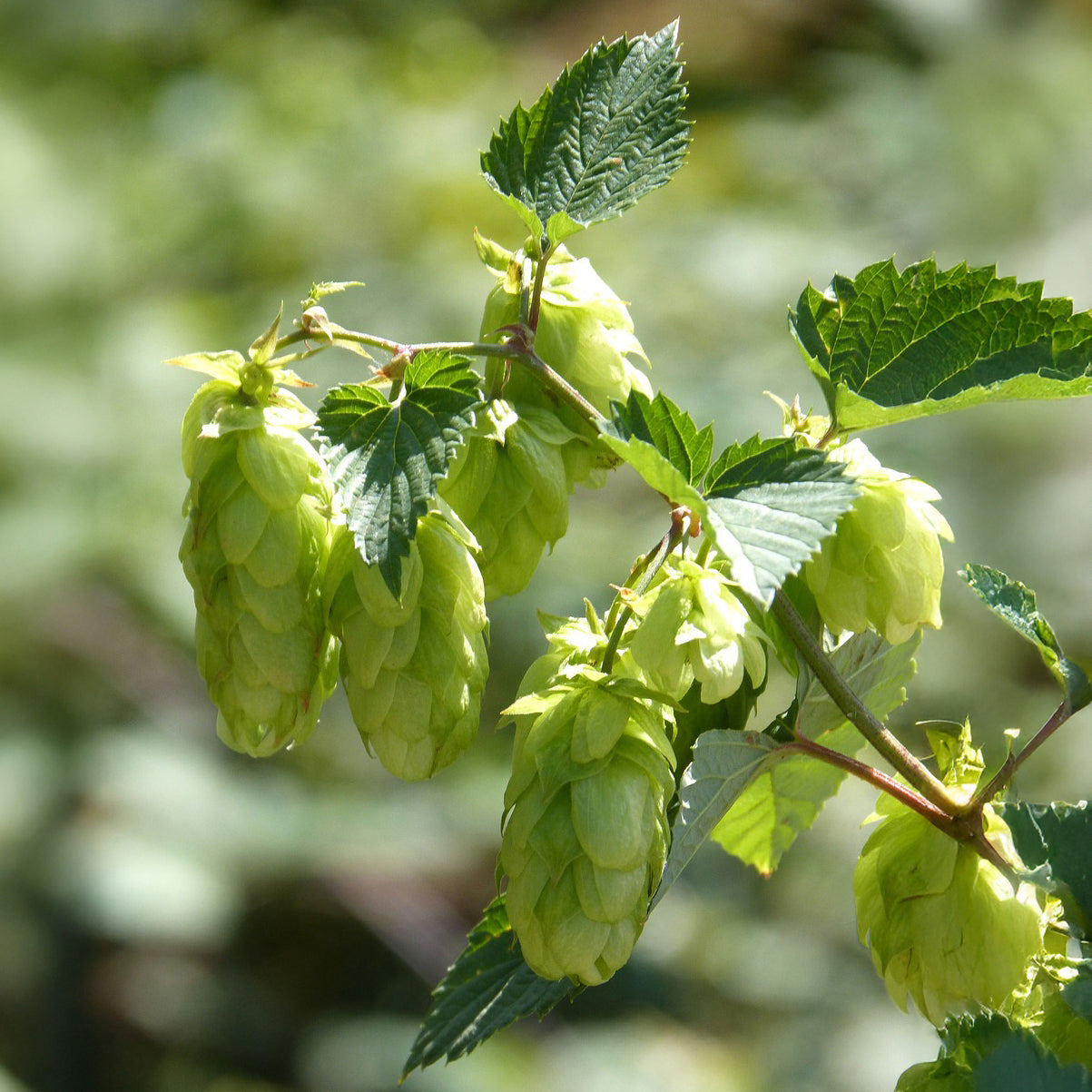 Hopfen Centennial - Bakker