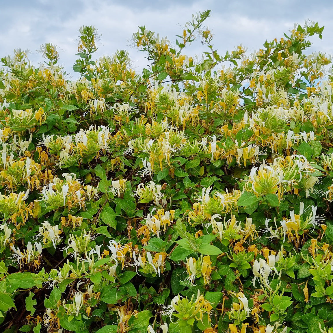 Hall's Prolific Japanisches Geißblatt - Lonicera japonica Hall's Prolific