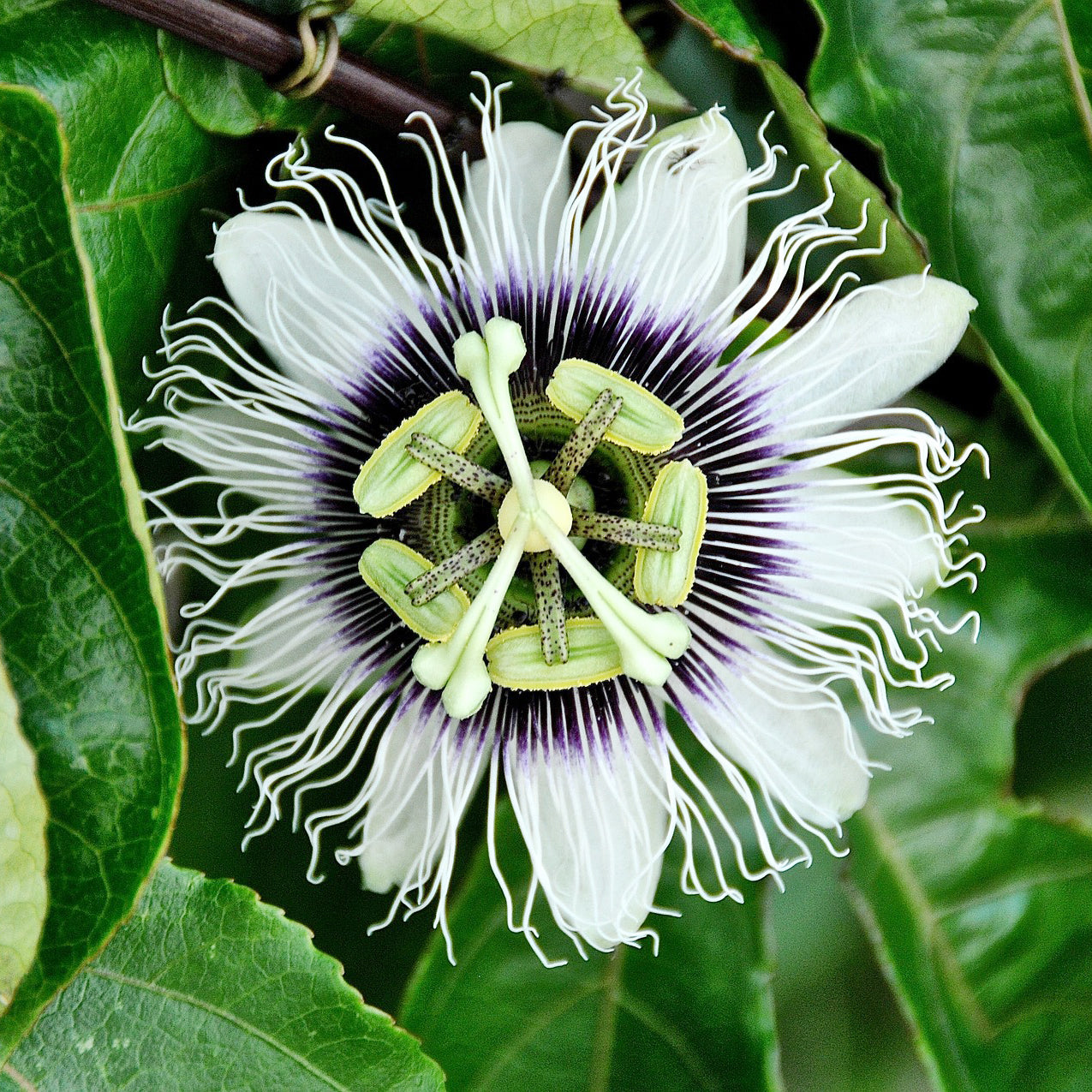 Passionsfrucht (Grenadille)  - Passiflora edulis - Bakker