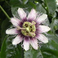 Grenadille/Passiflora edulis - Bakker