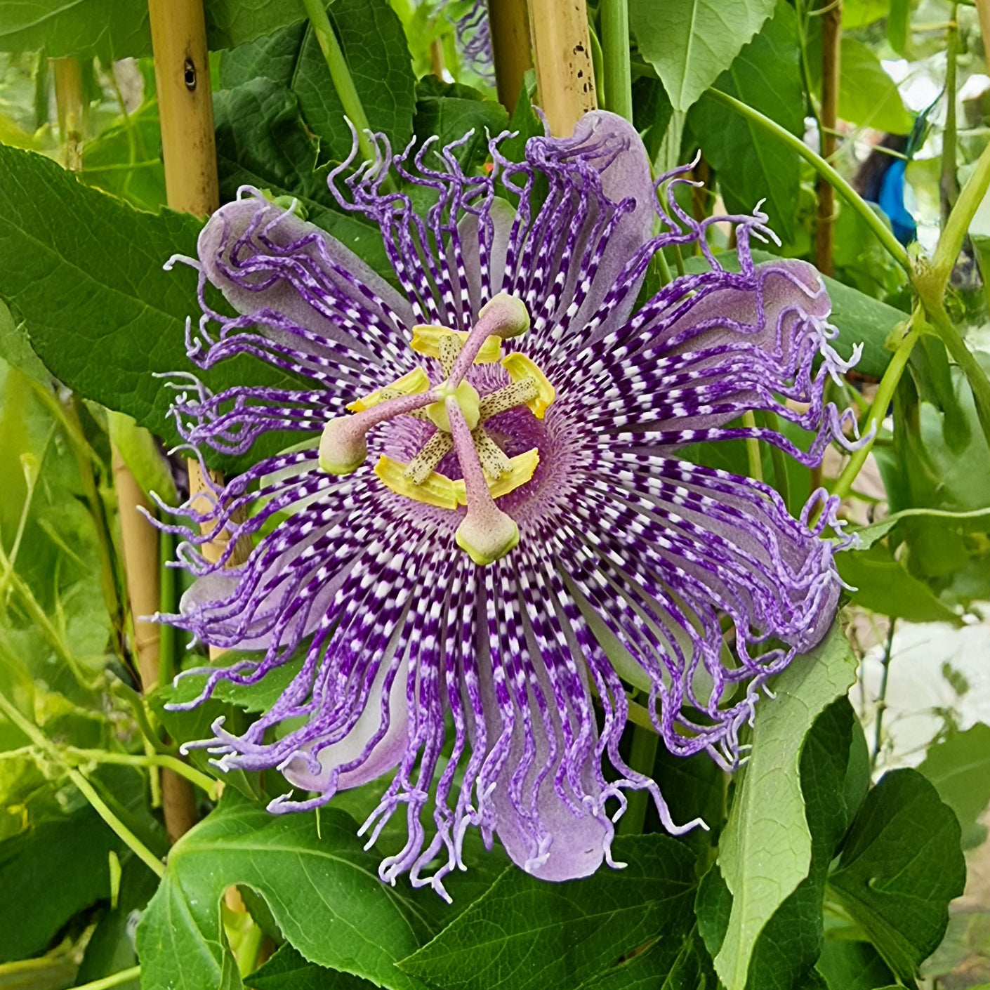 Passionsblume Fata Confetto - Passiflora Fata confetto - Bakker