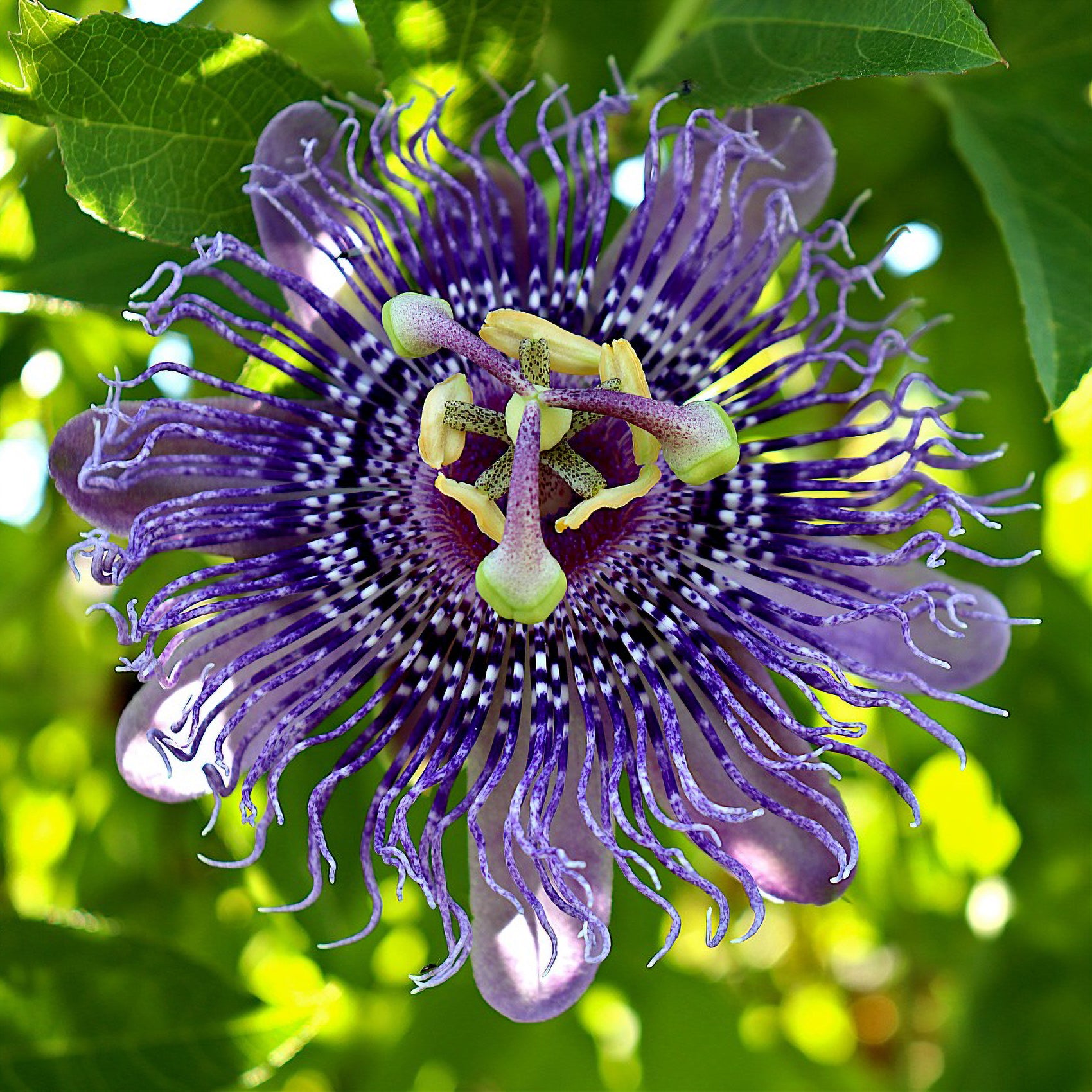 Verkauf Passionsblume - Passiflora incarnata