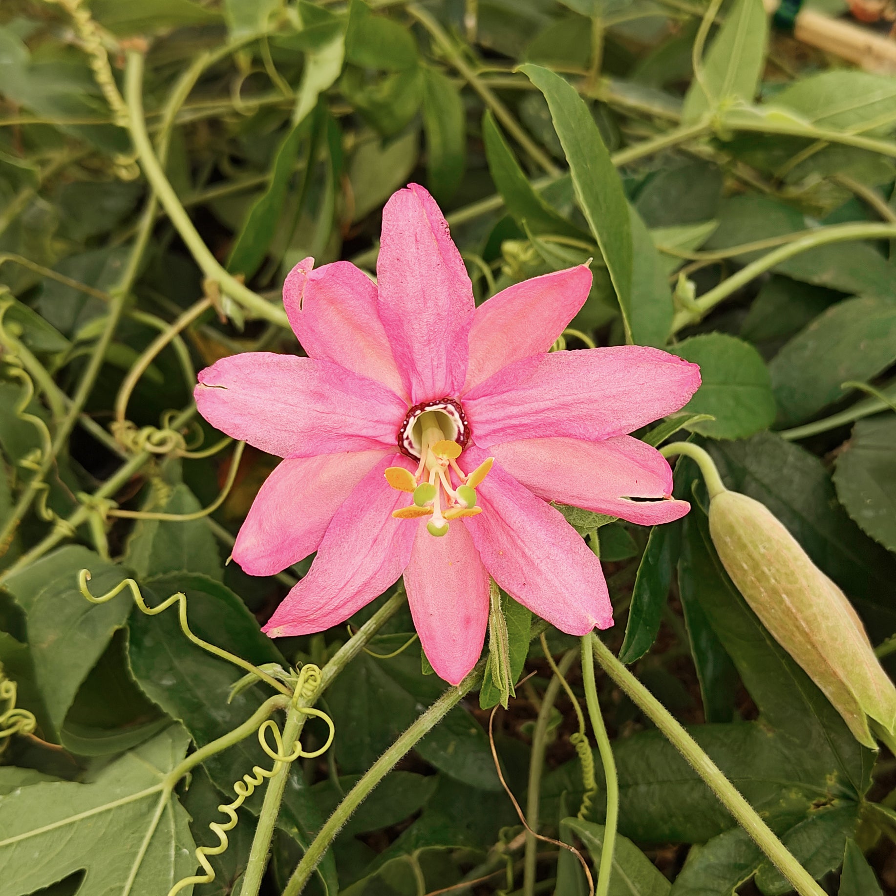 Passiflora mollissima - Passionsblume Banane - Passionsblume