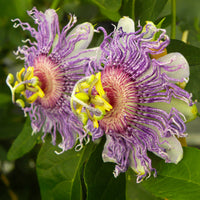 Passiflora incarnata Eia Popeia Cooltropics® Rebe - Bakker