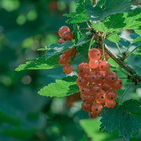 Johannisbeere 'Gloire des Sablons' (Herrlichkeit des Sablons) - Ribes rubrum Gloire des Sablons - Bakker