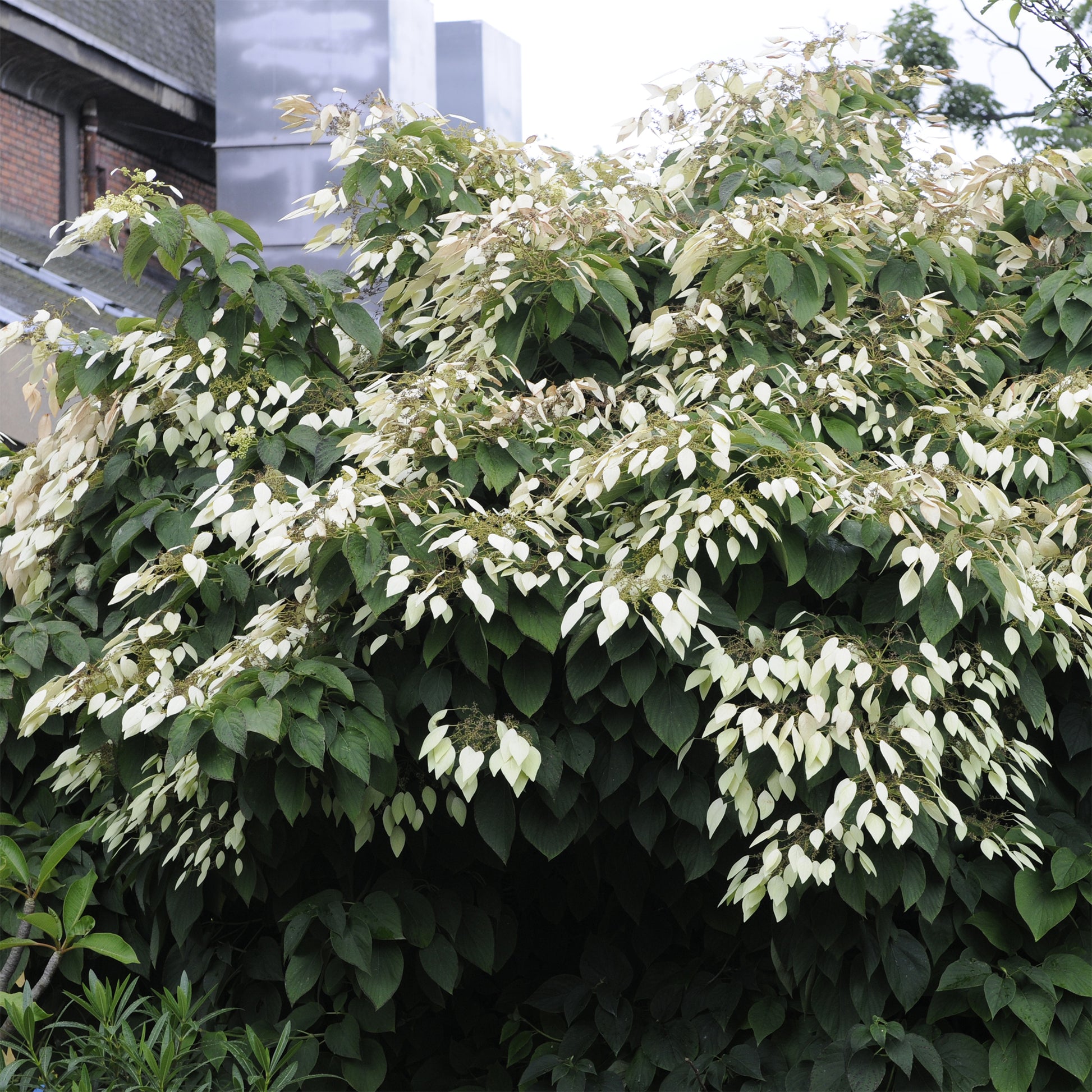 Schizophragma integrifolium / Kletternde Hortensie  - Bakker