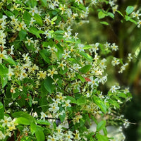 Trachelospermum asiaticum - Sternjasmin - Sternjasmin - Trachelospermum