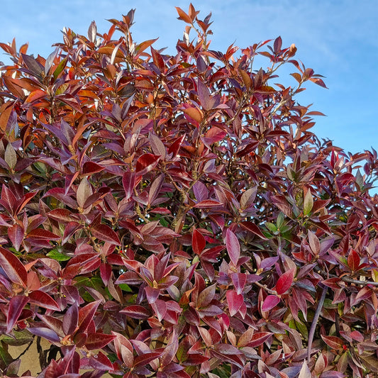 Sternjasmin Winter Ruby® - Bakker