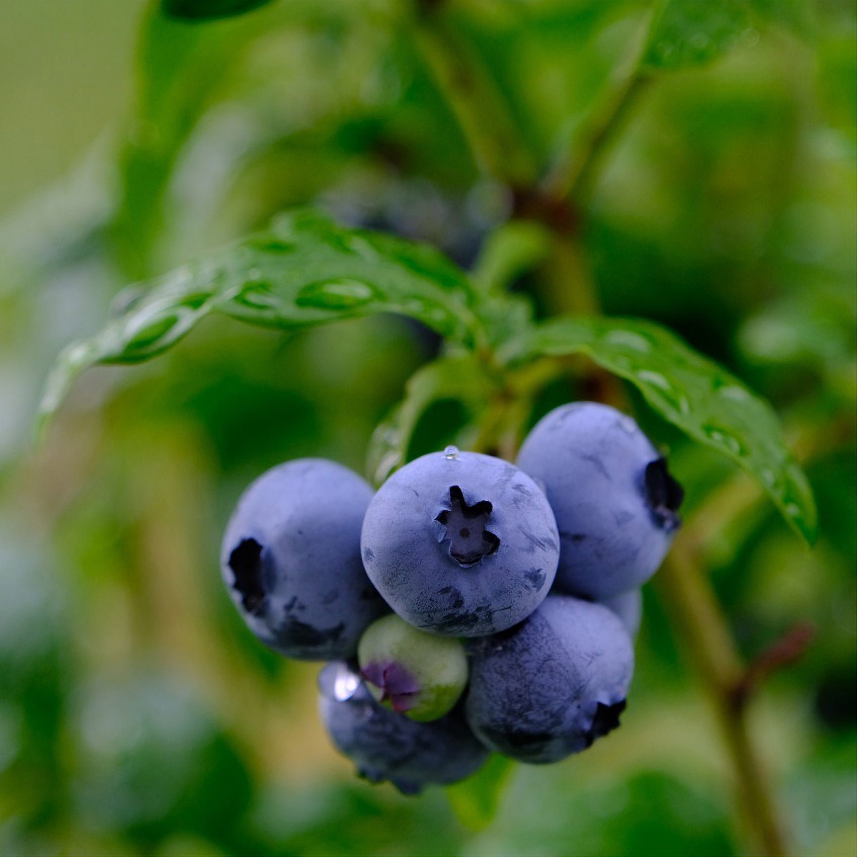Blaubeer-Pflanze ‚Blue Crop‘ – Amerikanische Heidelbeere | Im 20-cm-Topf, Ca. 50–100 Cm Hoch | Aus Italien