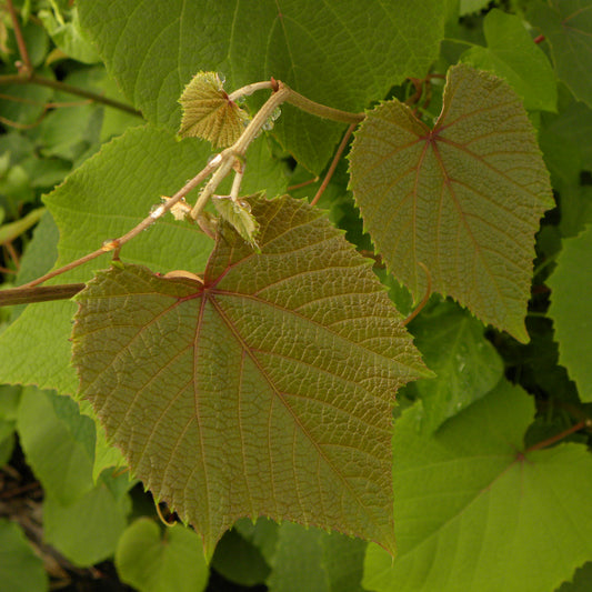 Zierweinrebe Sunning dale - Bakker