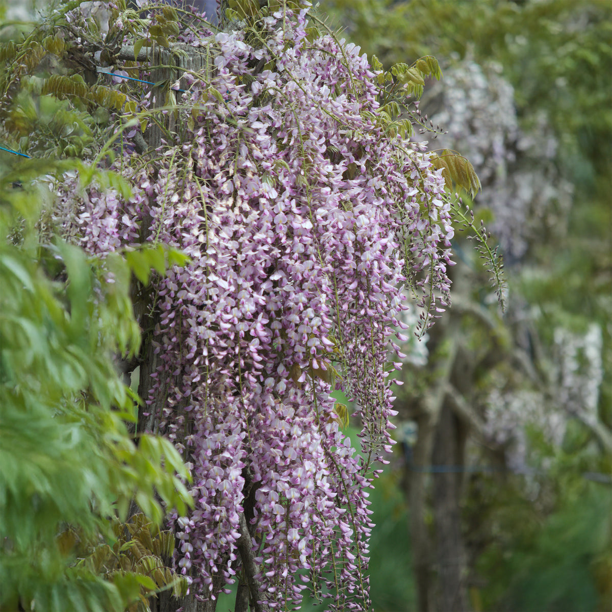 Japanischer Blauregen ‘Pink Ice’ - Wisteria floribunda Pink ice - Bakker
