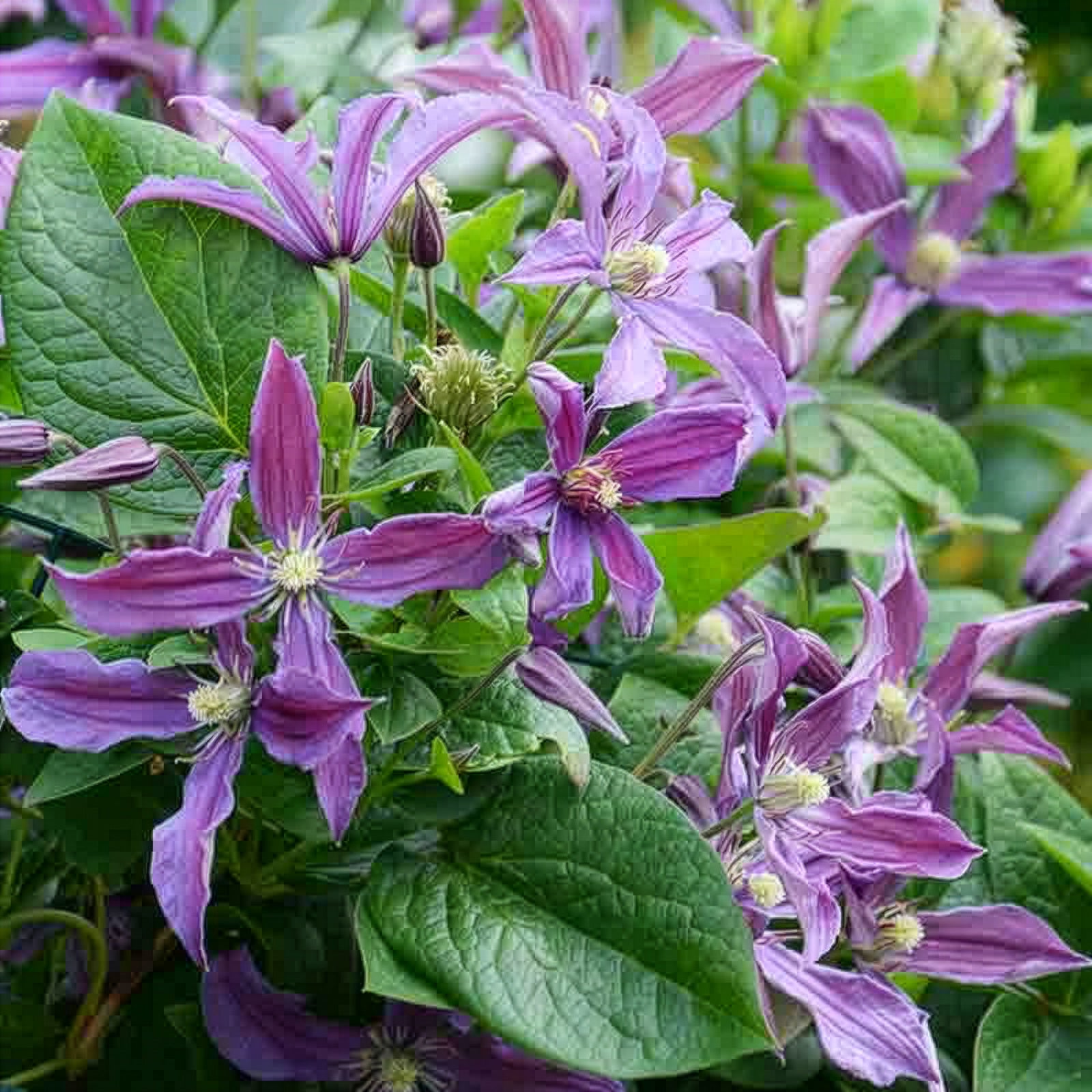 Waldrebe Saphyra® Estrella - Bakker