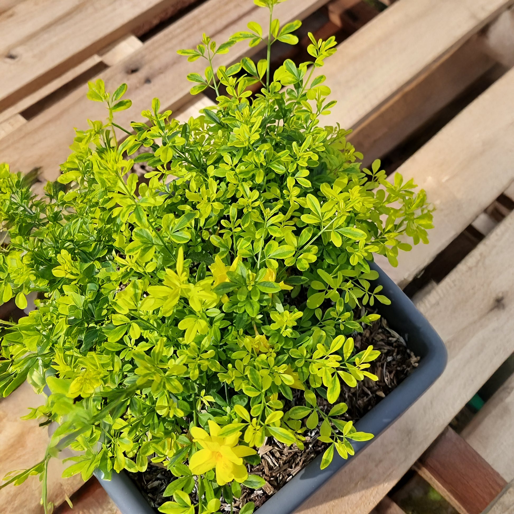 Primeljasmin Gold Touch - Bakker