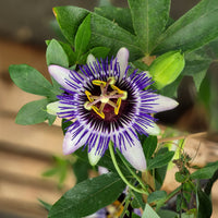 Passionsblume - große Passionsblume Damsels Delight® - Passiflora Damsel's Delight®
