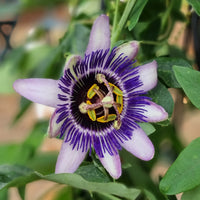 große Passionsblume Damsels Delight® - Passiflora Damsel's Delight® - Bakker