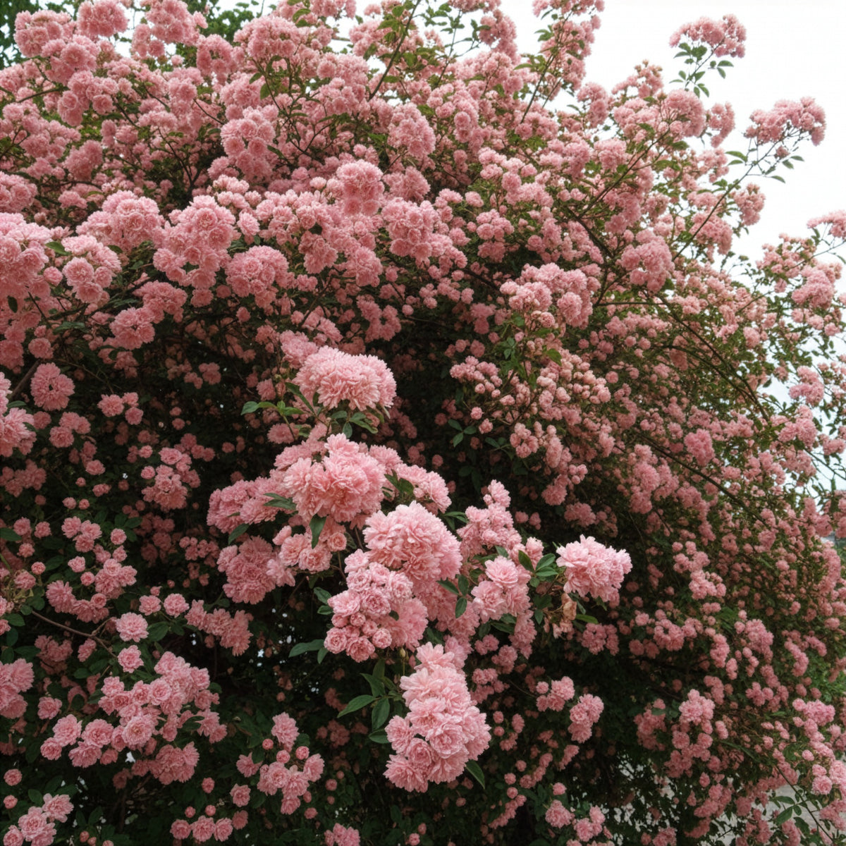 Banks Rose Rosea - Bakker